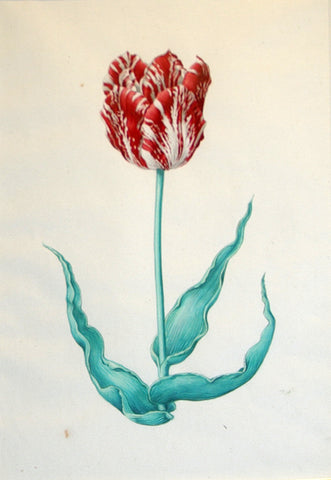 Pieter Holsteyn The Younger (Dutch, 1614-1687), Tulip Study 3