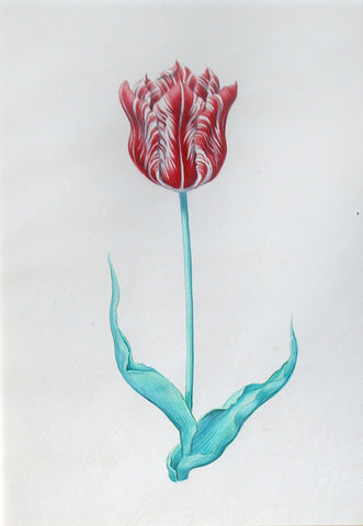 Pieter Holsteyn The Younger (Dutch, 1614-1687), Tulip Study 5