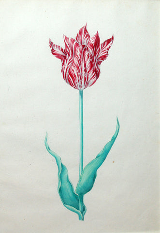 Pieter Holsteyn The Younger (Dutch, 1614-1687), Tulip Study 7