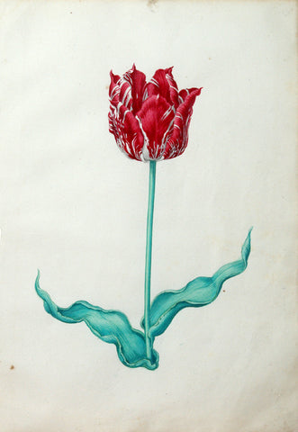 Pieter Holsteyn The Younger (Dutch, 1614-1687), Tulip Study 8