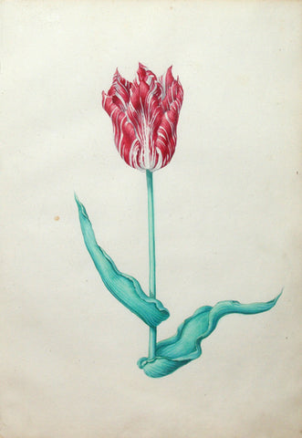 Pieter Holsteyn The Younger (Dutch, 1614-1687), Tulip Study 9
