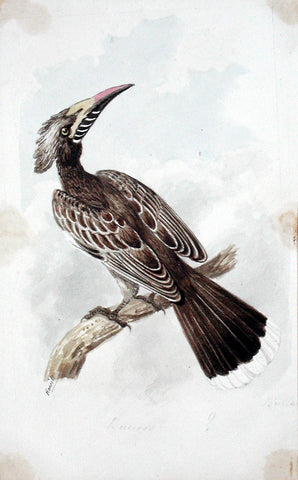 Samuel Howitt (British, 1765-1822), Bucisou (?) [African hornbill]
