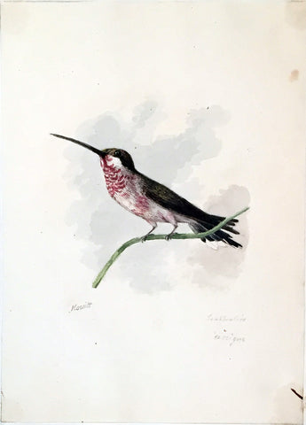 Samuel Howitt (British, 1765-1822), Leasbeaters [Hummingbird]