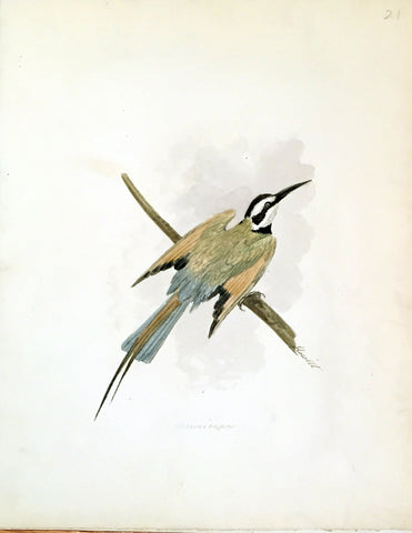 Samuel Howitt (British, 1765-1822), Musieapa [Beeeater of Australia]