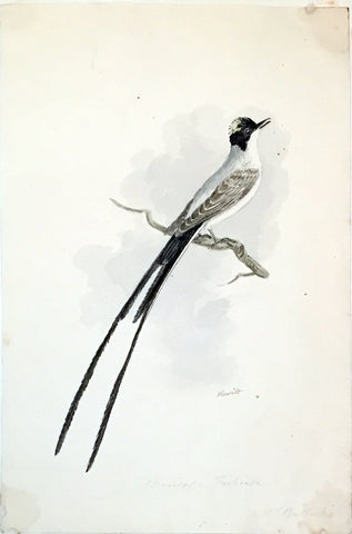 Samuel Howitt (British, 1765-1822), Paradise Flycatcher [Musiacasia Forficata]