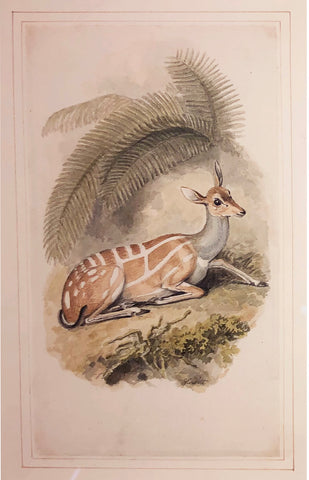 Samuel Howitt (British, 1765-1822) [Antelope Calf]