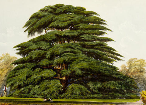 Edward James Ravenscroft (1816-1890), The Pinetum Britannicum. A Descriptive Account of Hardy Coniferous Trees Cultivated in Great Britain