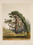 Edward James Ravenscroft (1816-1890), The Pinetum Britannicum. A Descriptive Account of Hardy Coniferous Trees Cultivated in Great Britain
