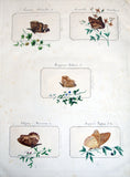ITALIAN BUTTERFLY AND INSECT COLLECTION. A Collection of 4 albums of Entomological Specimens assembled by an Italian Amateur.