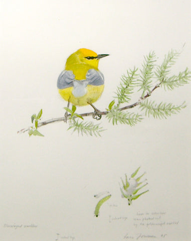 Lars Jonsson (Swedish, b. 1952), Bluewinged Warbler