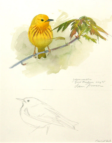 Lars Jonsson (Swedish, b. 1952), Yellow Warbler