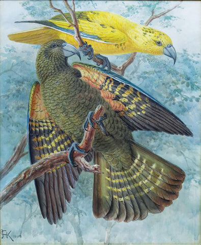 Johannes Gerardus Keulemans (Dutch, 1842-1912), A Wildtype and Golden Kea Perching on a Branch