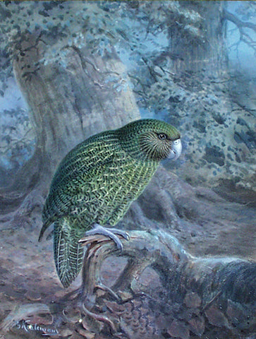 Johannes Gerardus Keulemans (Dutch, 1842-1912), The Kakapo or Owl Parrot