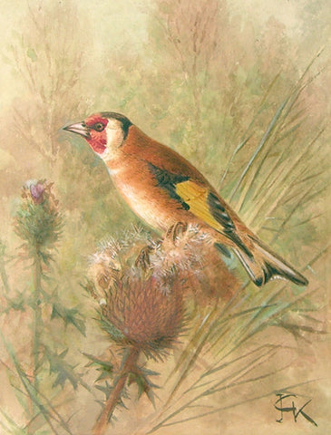 Johannes Gerardus Keulemans (Dutch, 1842-1912), Bird on a Thistle