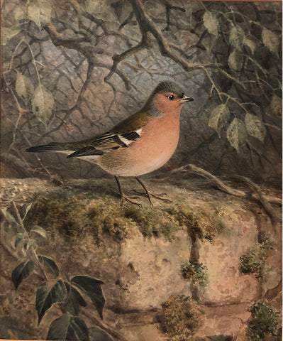 Johannes Gerardus Keulemans (Dutch, 1842-1912), Chaffinch