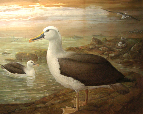 Johannes Gerardus Keulemans (Dutch, 1842-1912), Seagulls