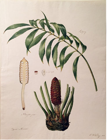 Elisabeth Johanna Koning (Dutch, 1816–1887), Zamia Muricala 1843