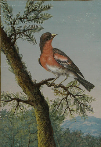 Barbara Regina Dietzsch (German, 1706-1783), Margaretha-Barbara Dietzsch (German, 1716-1795), Ernst Friedrich Carl Lang (German, 1748-1782),  A Male Brambling