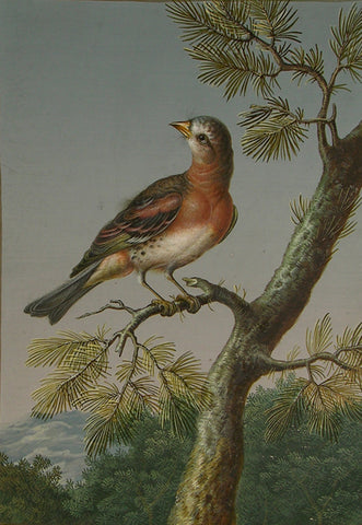 Barbara Regina Dietzsch (German, 1706-1783), Margaretha-Barbara Dietzsch (German, 1716-1795), Ernst Friedrich Carl Lang (German, 1748-1782), A Male Brambling in Winter Plumage