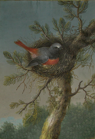 Ernst Friedrich Carl Lang (German, 1748-1782) In The Workshop of, based on a Template by Barbara Regina Dietzsch (German, 1706-1783), A Male Common Redstart With Nest