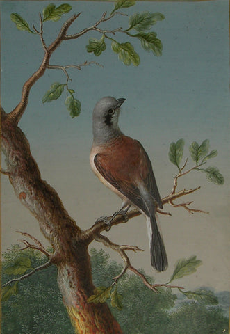 Barbara Regina Dietzsch (German, 1706-1783), Margaretha-Barbara Dietzsch (German, 1716-1795), Ernst Friedrich Carl Lang (German, 1748-1782), A Male Red-Backed Shrike