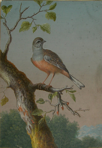 Barbara Regina Dietzsch (German, 1706-1783), Margaretha-Barbara Dietzsch (German, 1716-1795), Ernst Friedrich Carl Lang (German, 1748-1782), A Male Rock Bunting