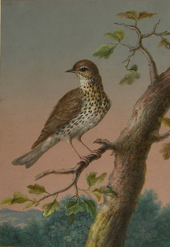 Barbara Regina Dietzsch (German, 1706-1783), Margaretha-Barbara Dietzsch (German, 1716-1795), Ernst Friedrich Carl Lang (German, 1748-1782), A Song Thrush or Mistle Thrush