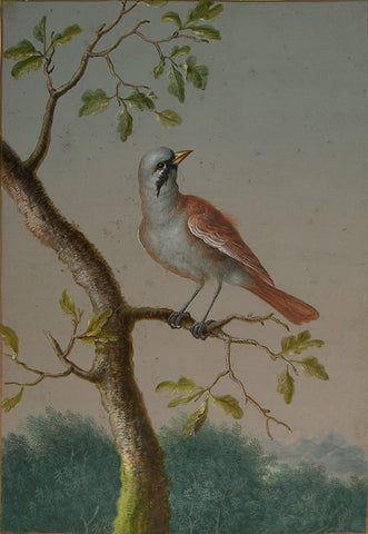 Barbara Regina Dietzsch (German, 1706-1783), Margaretha-Barbara Dietzsch (German, 1716-1795), Ernst Friedrich Carl Lang (German, 1748-1782), Possibly a Male Bearded Reedling