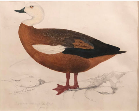 Edward Lear (British, 1812-1888), Study of a Paradise Shelduck