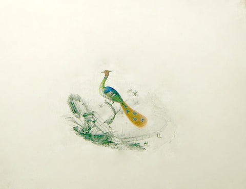Edward Lear (British, 1812-1888), Peacock