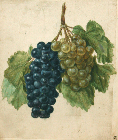 Jacques le Moyne de Morgues (French, ca. 1533-1588), A Double Vine of Purple and Green Grapes