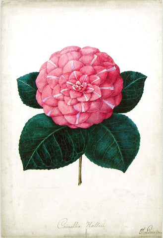 Bernard Leon (Active Nineteenth Century), Study for the chromolithograph of Camellia Hallei...