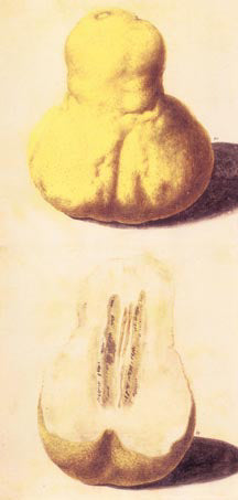 Vincenzo Leonardi (Italian, fl.1621-1646), Gourd-shaped citron, Citrus medica L.: whole fruit & half fruit