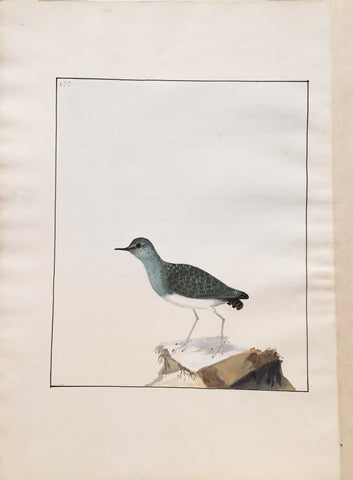 William Lewin (British, 1747-1795), Plate 172