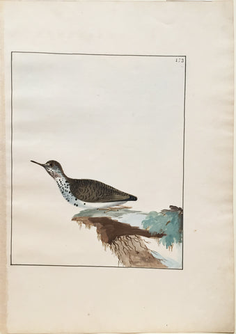 William Lewin (British, 1747-1795), Plate 173