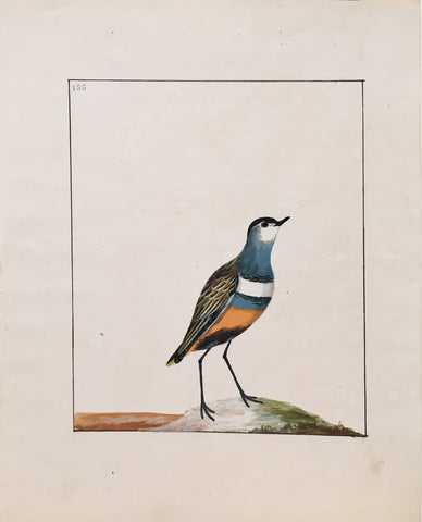 William Lewin (British, 1747-1795), Plate 186