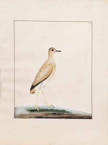 William Lewin (British, 1747-1795), Plate 187