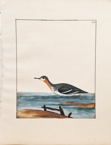 William Lewin (British, 1747-1795), Plate 193