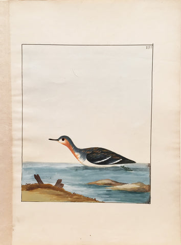 William Lewin (British, 1747-1795), Plate 193b