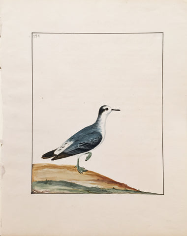 William Lewin (British, 1747-1795), Plate 194