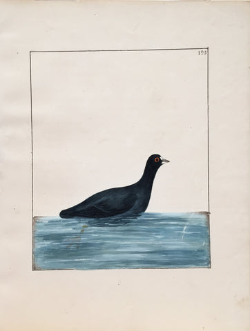 William Lewin (British, 1747-1795), Plate 195