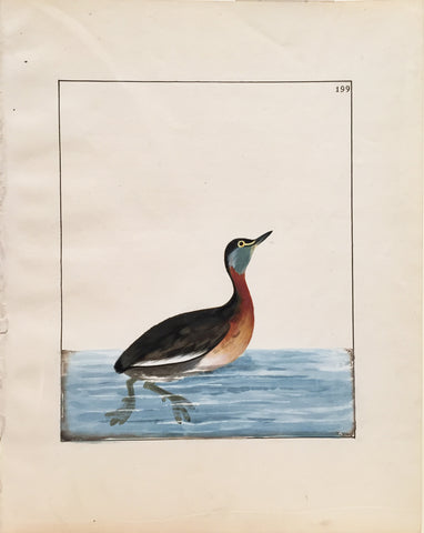 William Lewin (British, 1747-1795), Plate 199