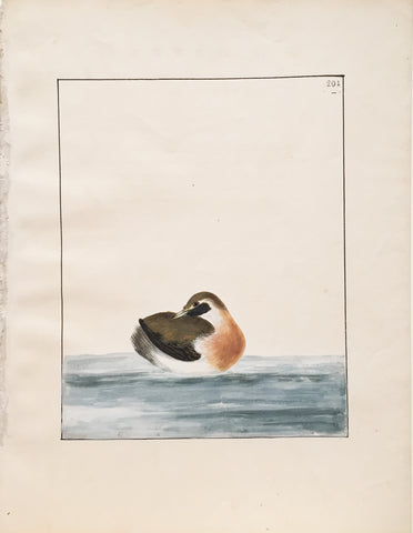 William Lewin (British, 1747-1795), Plate 201