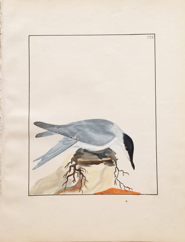 William Lewin (British, 1747-1795), Plate 203