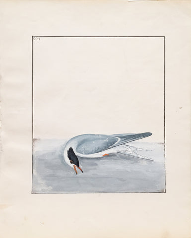 William Lewin (British, 1747-1795), Plate 204