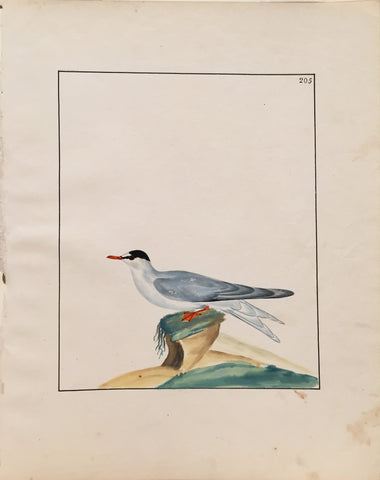 William Lewin (British, 1747-1795), Plate 205