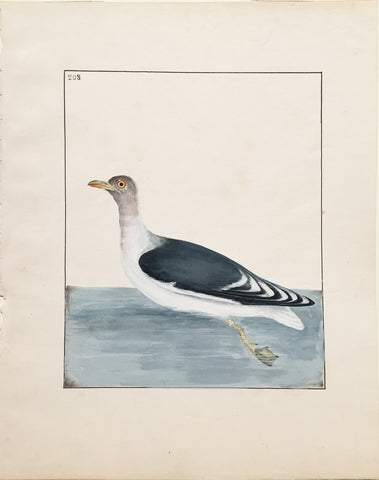 William Lewin (British, 1747-1795), Plate 208