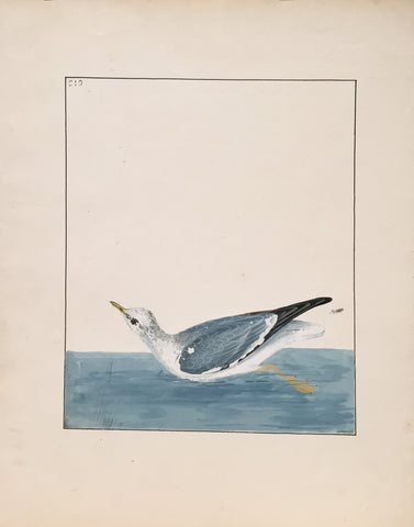 William Lewin (British, 1747-1795), Plate 210