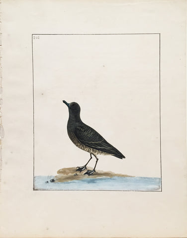 William Lewin (British, 1747-1795), Plate 216