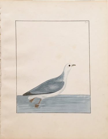 William Lewin (British, 1747-1795), Plate 217